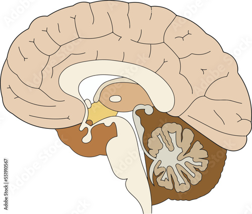 The structure of the human brain