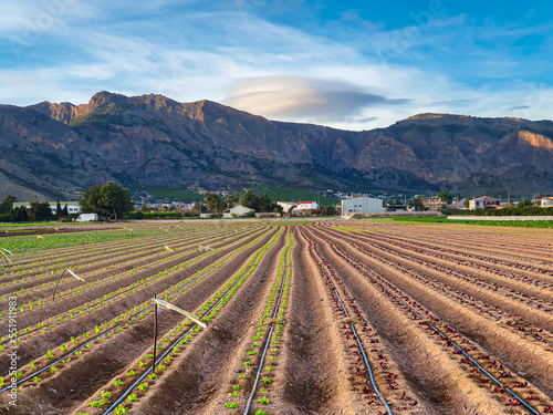 Vega Baja del Segura - Paisajes y primeros planos en la huerta de la comarca del sur de Alicante en la Comunidad Valenciana