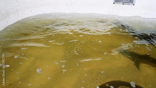 Adult sturgeons in special pools on a fish farm photo