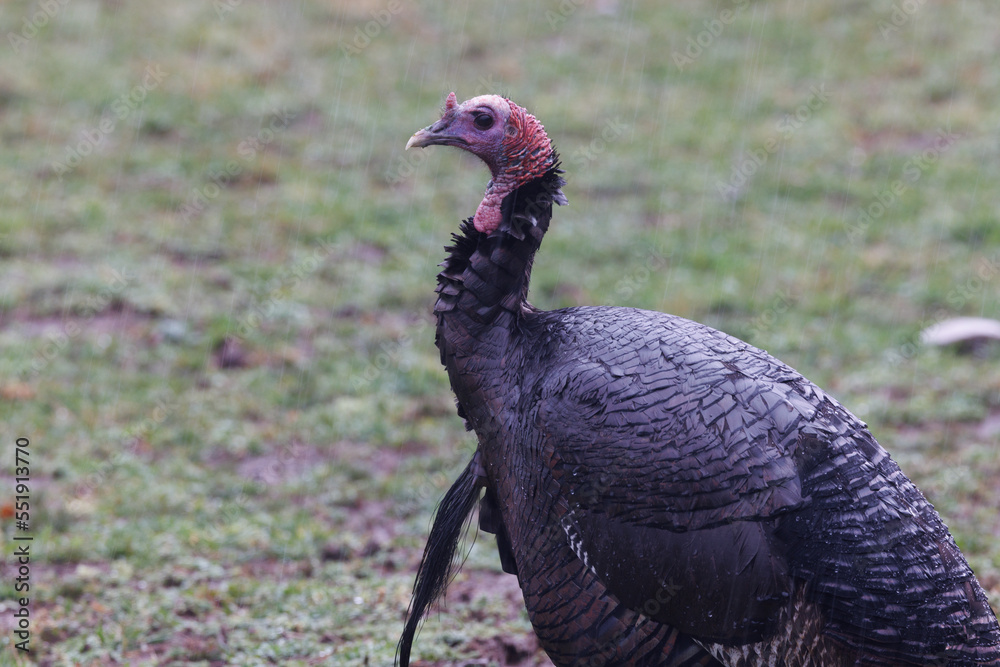 Fototapeta premium wild turkey in a field