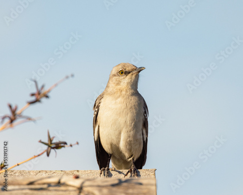 Obraz na płótnie mockingbird on an arbor