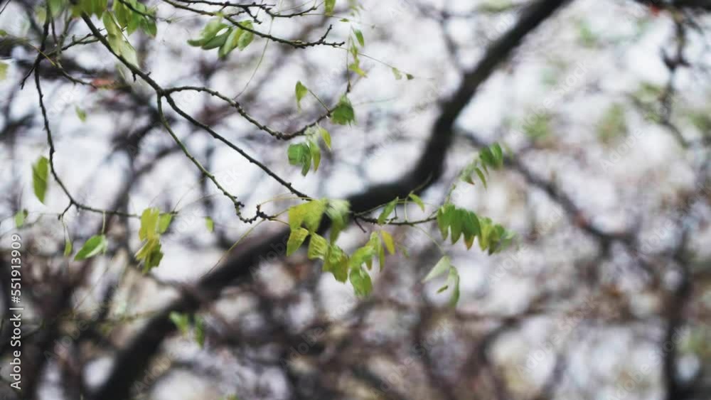 Close view of the last green leaves are waving on the tree branches against the grey rainy sky. Raindrops are falling from the sky. Wet and cold weather. Autumn Close view of the last green leaves are waving on the tree branches against the grey rainy sky. Raindrops are falling from the sky. Wet and cold weather. Autumn