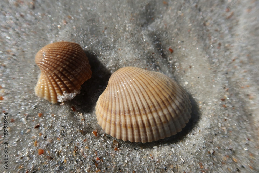 Seashells on the sand in Florida beach Seashells on the sand in Florida beach