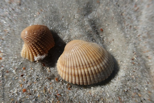 Seashells on the sand in Florida beach