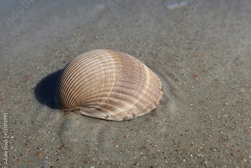 Beautiful beige seashell on Florida coast, closeup