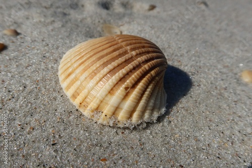 Beautiful seashell on sand background in Florida beach © natalya2015