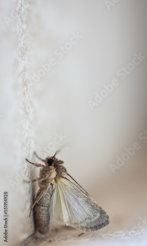 Ein Falter, auf Fuertefentura beheimatet an einer Wand. photo