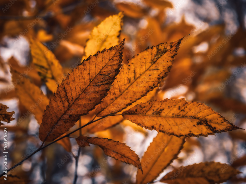 Fall Autumn in Germany, Europe in the hill forest countryside