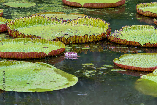 Victoria amazonica lotus flower plant in bloom with new bud at water level with purple and white petals