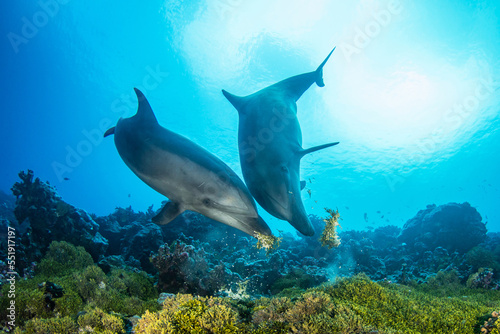 Dolphins playing with seaweed
