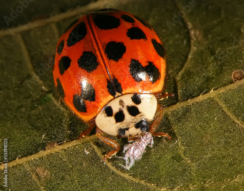 Asian lady beetle, Harmonia axyridis eating Asian Woolly Hackberry Aphid, Shivaphis celti (Hemiptera: Aphididae) on Mediterranean hackberry leaf  photo