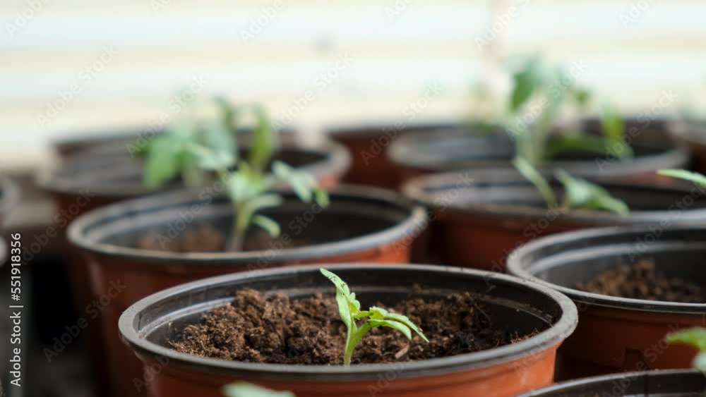 Tomato seedlings in pots on windowsill at home. Many small green plants growing in pots. Baby plants sowing in greenhouse. Gardening, farming, agricultural seedlings concept. Spring garden work Tomato seedlings in pots on windowsill at home. Many small green plants growing in pots. Baby plants sowing in greenhouse. Gardening, farming, agricultural seedlings concept. Spring garden work
