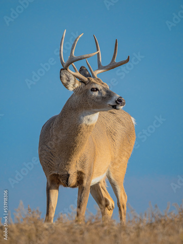 whitetail deer buck in a meadow