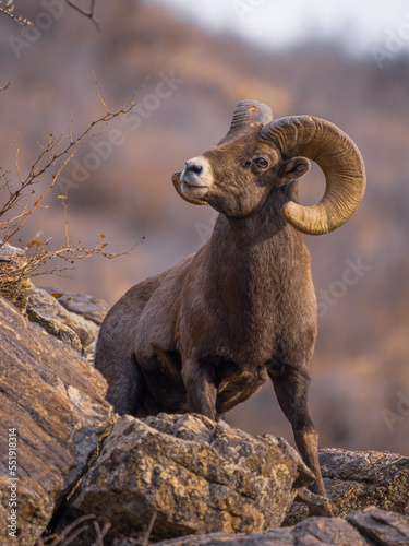 rocky mountain bighorn sheep in the mountains