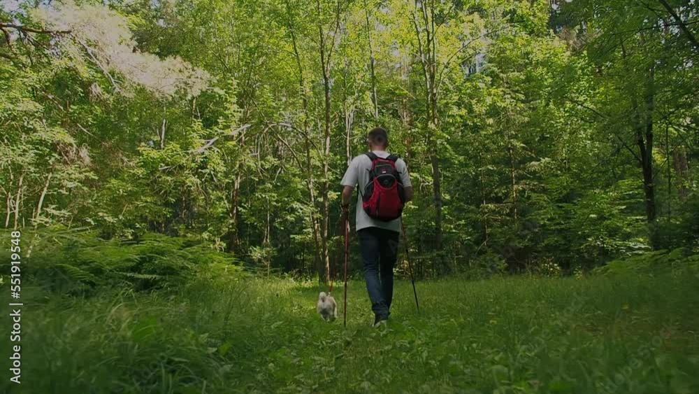 Active young man with nordic walking sticks walks in forest with pug dog. Healthy lifestyle and travel with pet concept Active young man with nordic walking sticks walks in forest with pug dog. Healthy lifestyle and travel with pet concept
