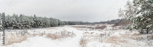 Wallpaper Mural Hilly wilderness with dried grass and pine forest covered with snow. Winter panoramic landscape on a cloudy day Torontodigital.ca