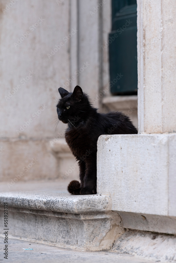 Black cat sitting by white column