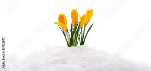 Crocuses and snow.
