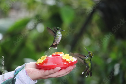 hummingbird in flight photo