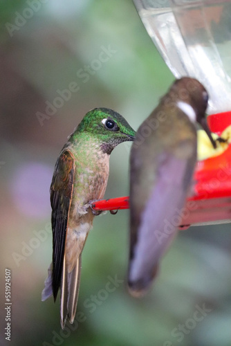 hummingbird feeding on feeder, heliodoxa rubinoides