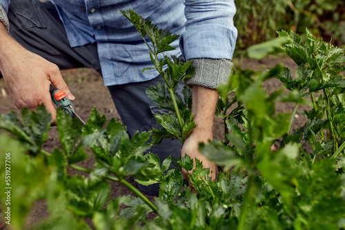 Close-up of mans hands with pruner cutting crop of fresh parsley