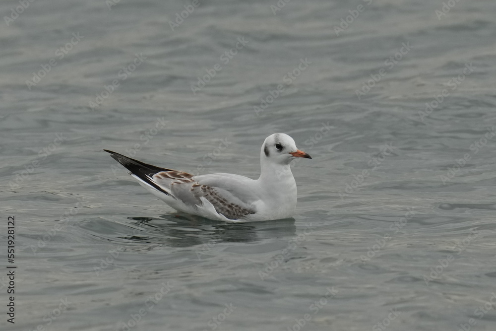 black headed gull in a sea black headed gull in a sea