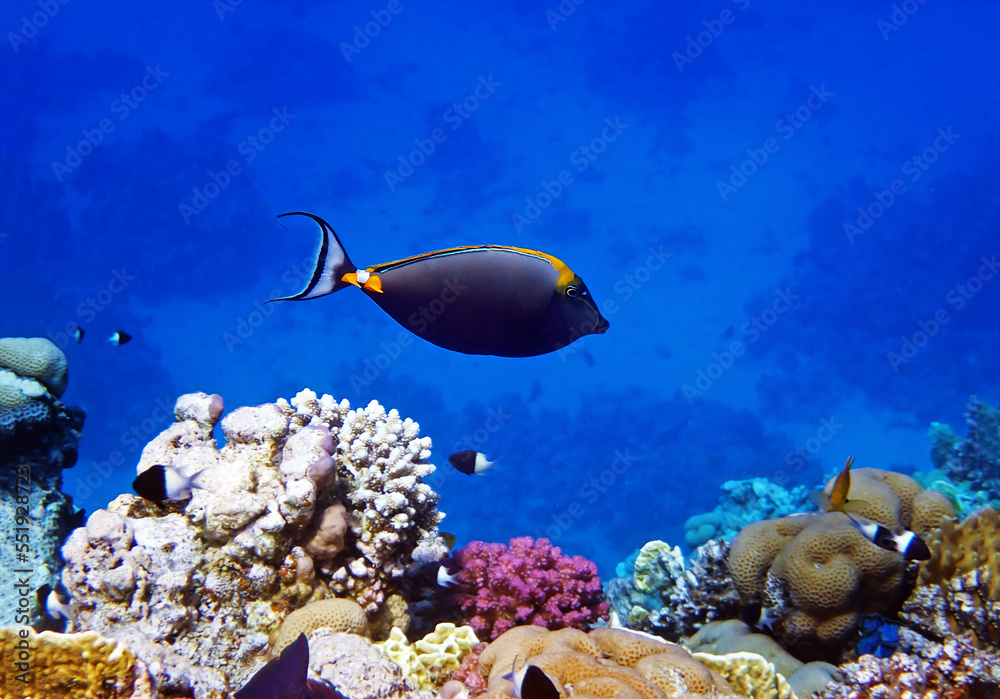 Fototapeta premium Orange-spine unicorn fish (Naso Elegans) into the Red sea, Egypt