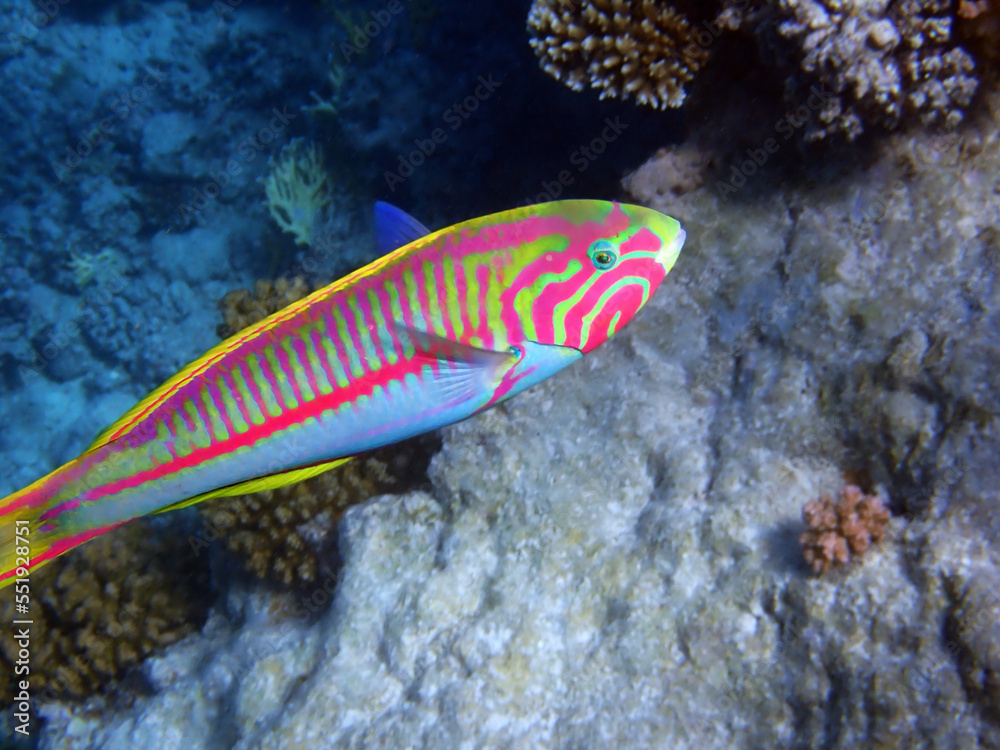 The fivestripe wrasse (Thalassoma quinquevittatum), underwater scene into the Red sea, Egypt The fivestripe wrasse (Thalassoma quinquevittatum), underwater scene into the Red sea, Egypt