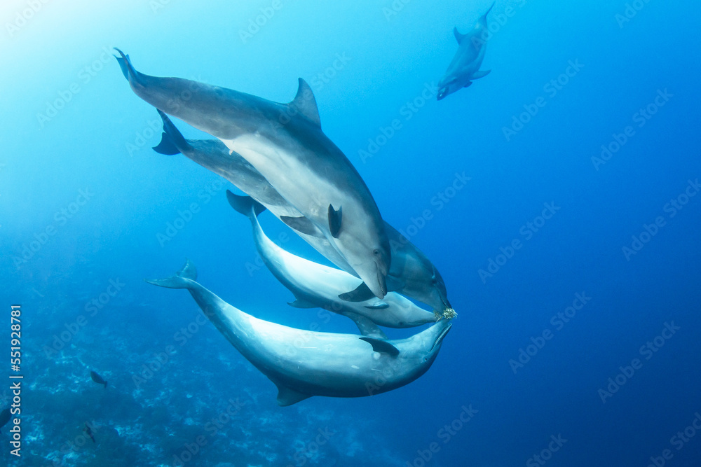 Obraz premium Dolphins playing with seaweed