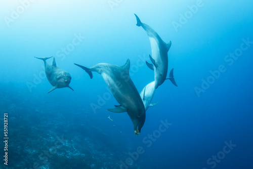 Dolphins playing with seaweed © Tropicalens