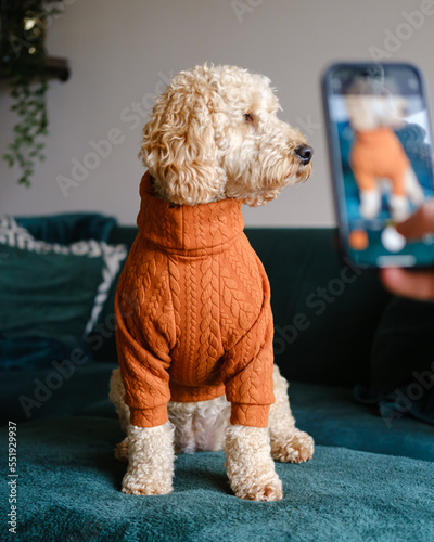 Cockapoo dog posing for photo indoors wearing a winter jumper