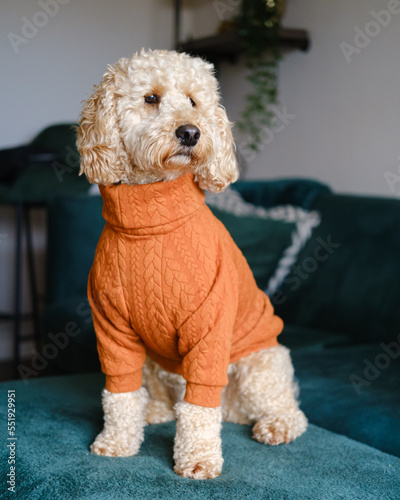 Cockapoo dog posing for photo indoors wearing a winter jumper