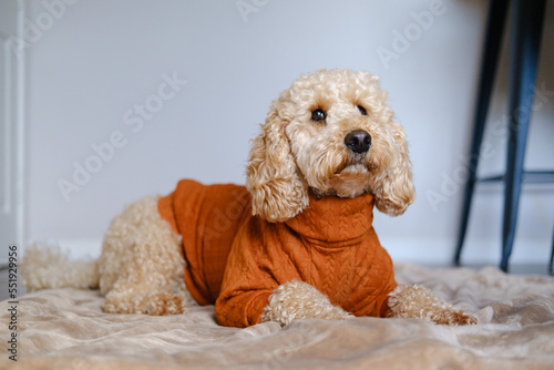 Cockapoo dog posing for photo indoors wearing a winter jumper