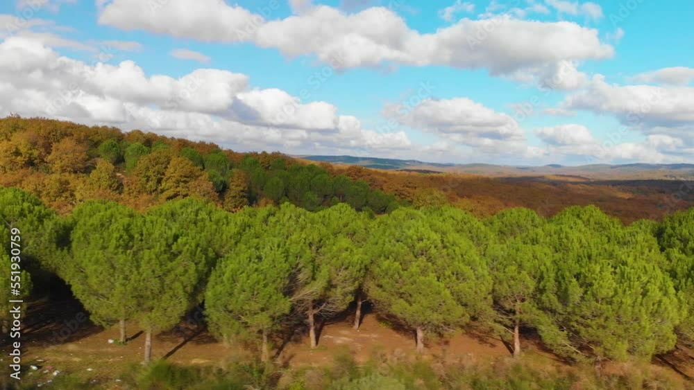 green and yellowing trees in autumn, aerial view green and yellowing trees in autumn, aerial view