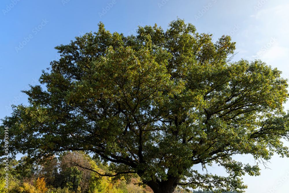 Changes in oak foliage in early autumn Changes in oak foliage in early autumn