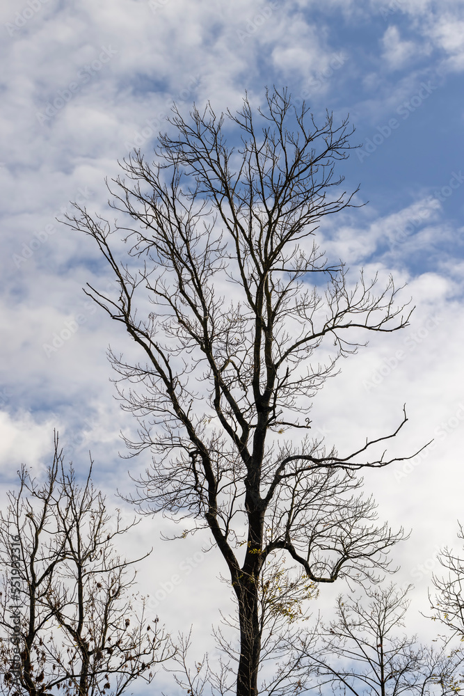 Yellowing and falling foliage of deciduous trees in autumn Yellowing and falling foliage of deciduous trees in autumn