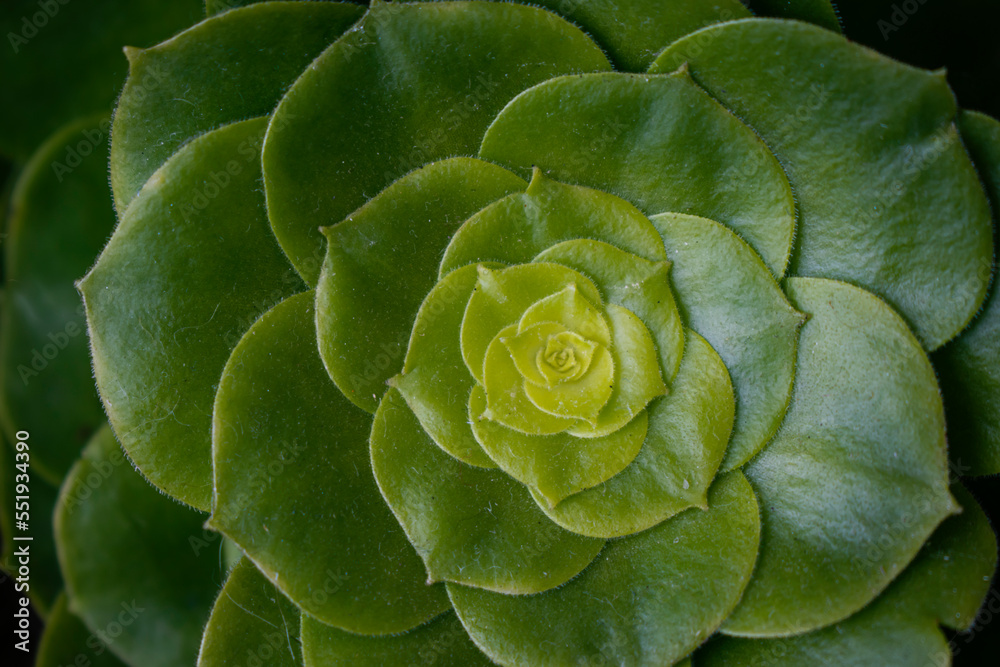 Aeonium tabuliforme succulent plant. The plant has an appearance characterized by a flattened rosette. These leaves are green in color.