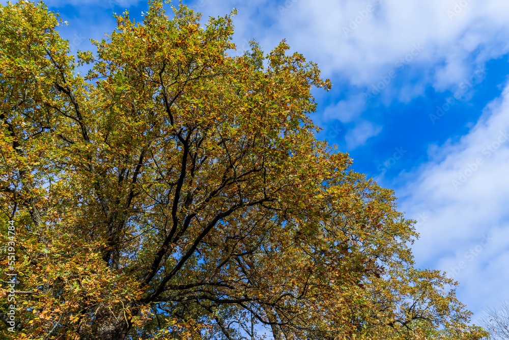 Mixed forest in the autumn season with different deciduous trees Mixed forest in the autumn season with different deciduous trees