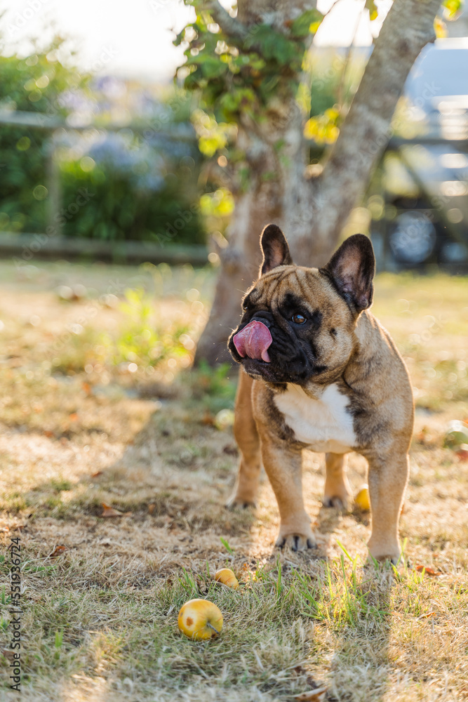 Fototapeta premium Bouledogue babine