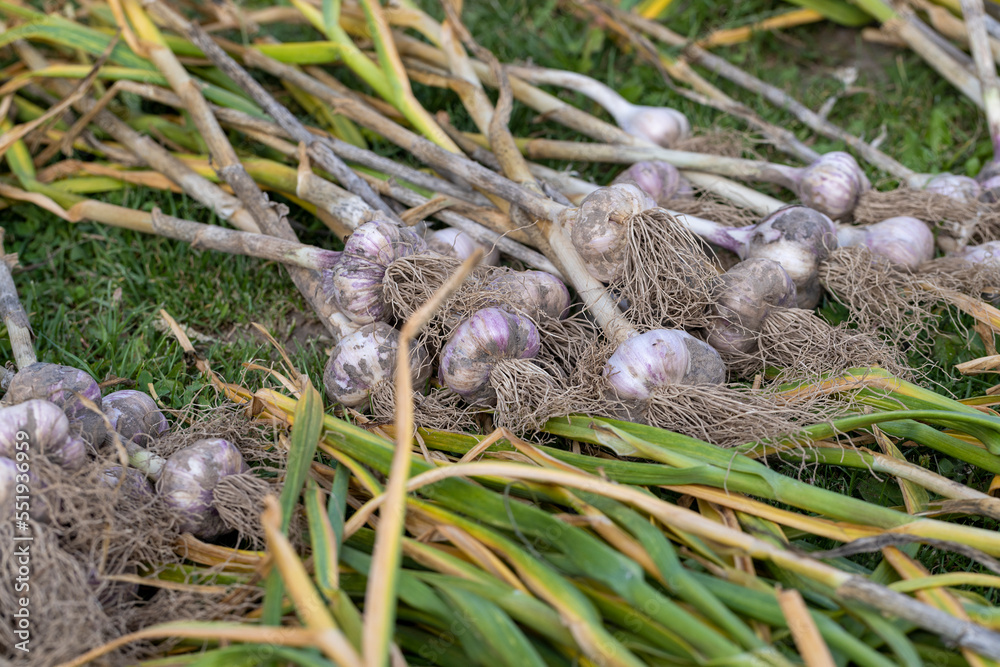 Harvested garlic on the grass while drying in the sun Harvested garlic on the grass while drying in the sun