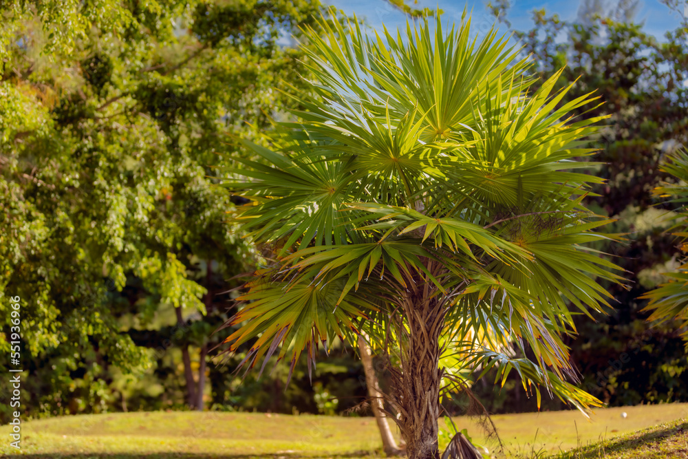 Obraz premium Palmier Evnetail Livistona tropical 