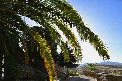 Palm Trees, Palm Leaves