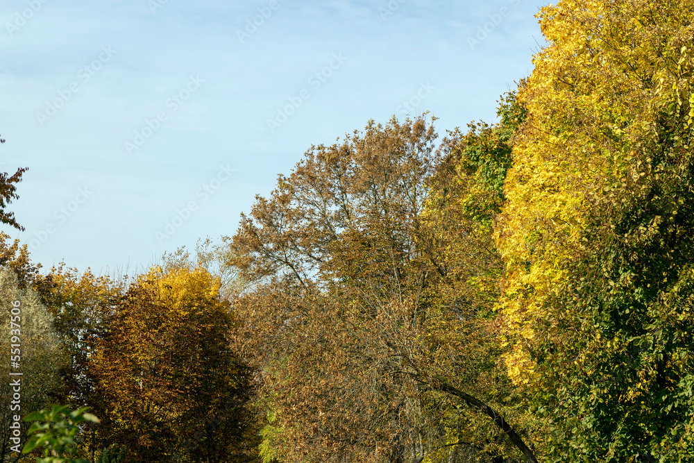 Fototapeta premium Trees with foliage falling in autumn