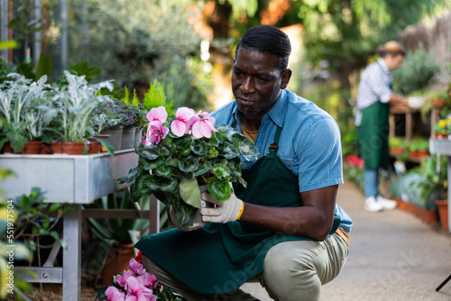 Experienced african american floriculturist engaged in cultivation of potted plants in greenhouse, checking blooming cyclamen persicum bushes in pots © JackF