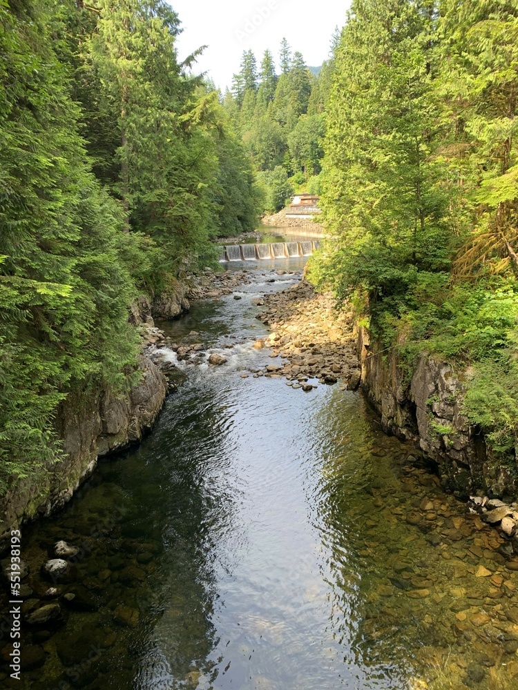 stream in the forest
