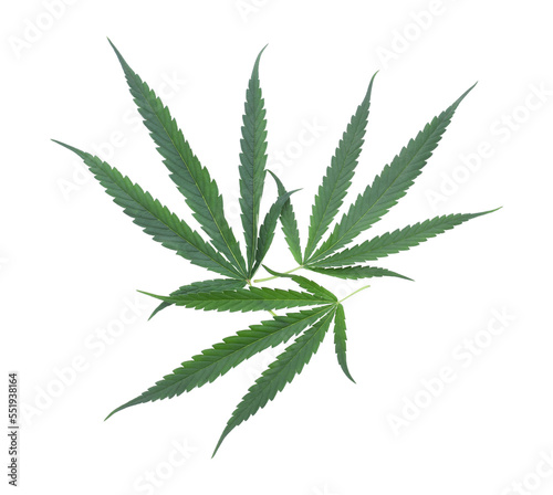 cannabis leaf isolated  transparene png