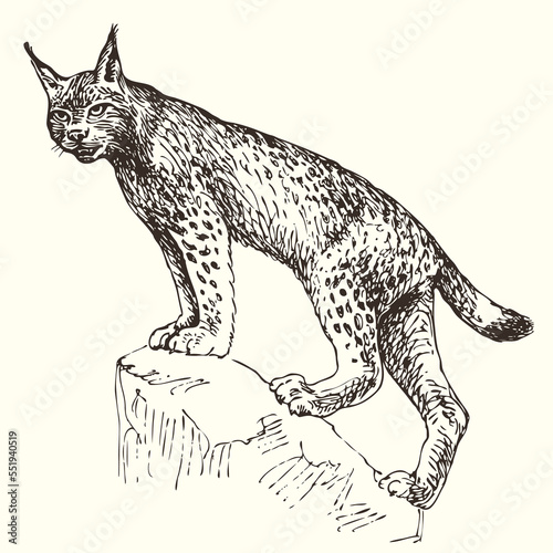 vector, realistic hand drawn sketch drawing of predator lynx