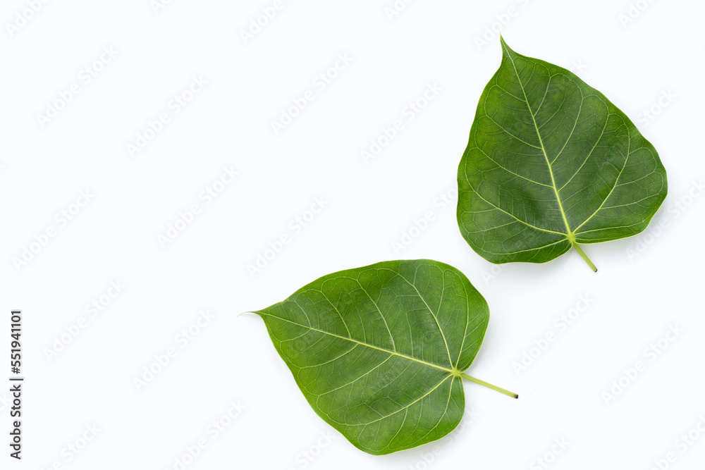 Naklejka premium Green bodhi leaf on a white background.