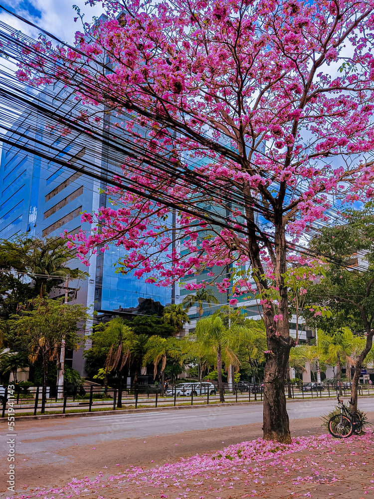 Fototapeta premium spring in the park