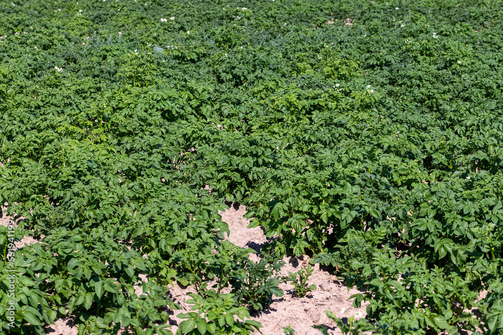 An agricultural field where green potatoes grow An agricultural field where green potatoes grow